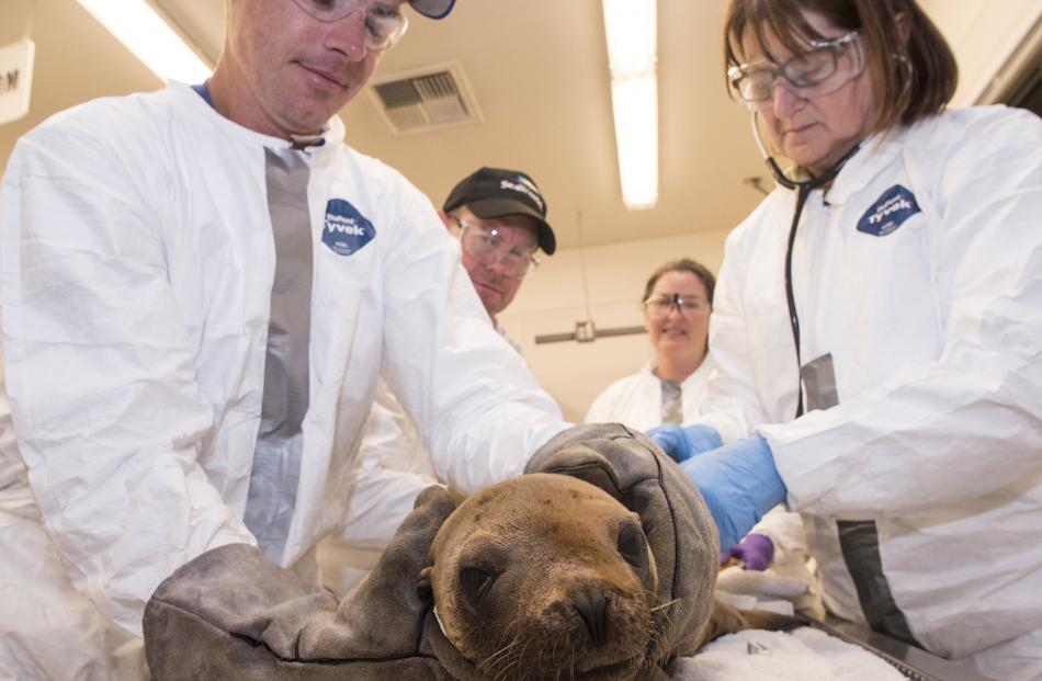 SeaWorld animal care specialists examine a sea lion affected by the oil spill. Photo by Seaworld...