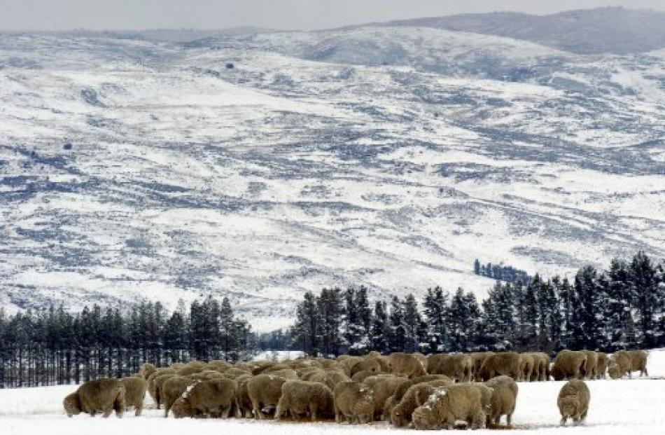 Sheep feed on hay in the snow at Kyeburn near Ranfurly in this file photo. Photo ODT files