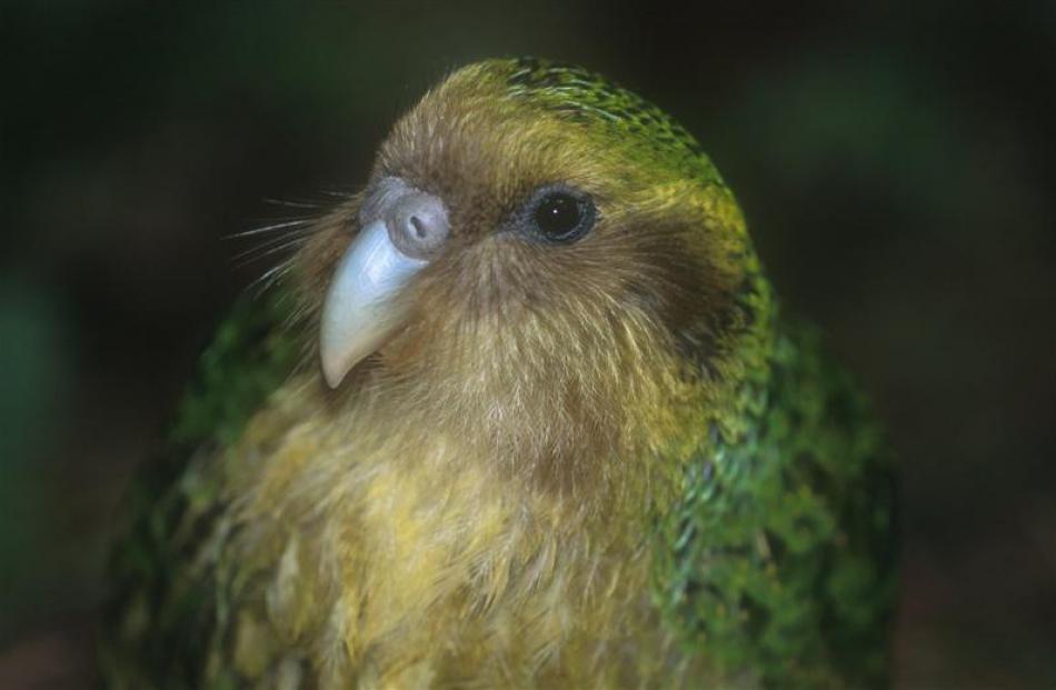 Sinbad, the son of the only remaining Fiordland kakapo, Richard Henry, has mated successfully...