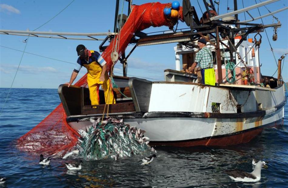 Skipper Ant Smith (left) and deckhand Evan Kenton haul in a net full of barracouta out beyond the...