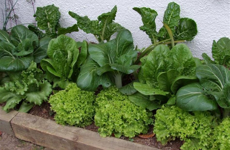 Ten Of The Best Vegetables For Beginners Otago Daily Times
