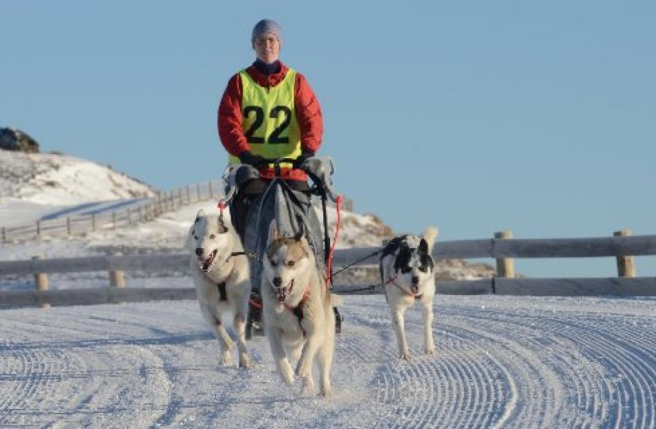 Southern Regions Sled Dog Club secretary Sarah Campbell races (from left) Polar, Stig and Indy at...