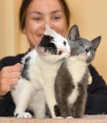 SPCA Otago animal manager Grace Hepburn, with kittens available for adoption from the Opoho...