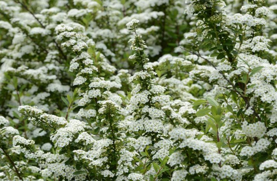 Spiraea nipponica. Photo by Gerard O'Brien.