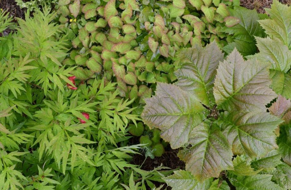 Spring foliage on Rodgersia podophylla, Epimedium x sulphureum, and Paeonia delavayi. Photo by...