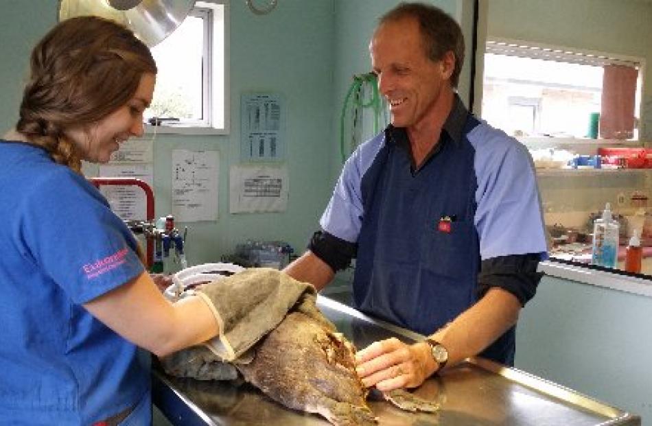 St Kilda Veterinary Centre vet Tony Malthus and vet nurse Rebecca Clere operate on a yellow-eyed...