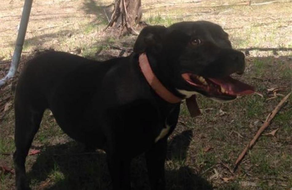 Staffy Mika, who died on Monday, is the second dog to have died after suspected consumption of...