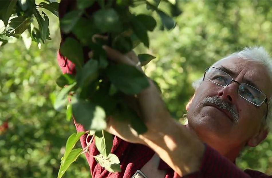 Stefan Sobkowiak in his Miracle Farms orchard. Photo supplied.