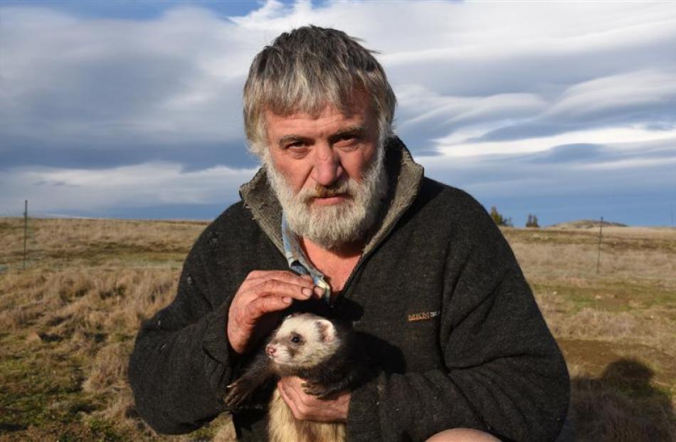 Stephen Dickson, of Hyde, uses ferrets to help him kill rabbits. Photos by Craig Baxter.