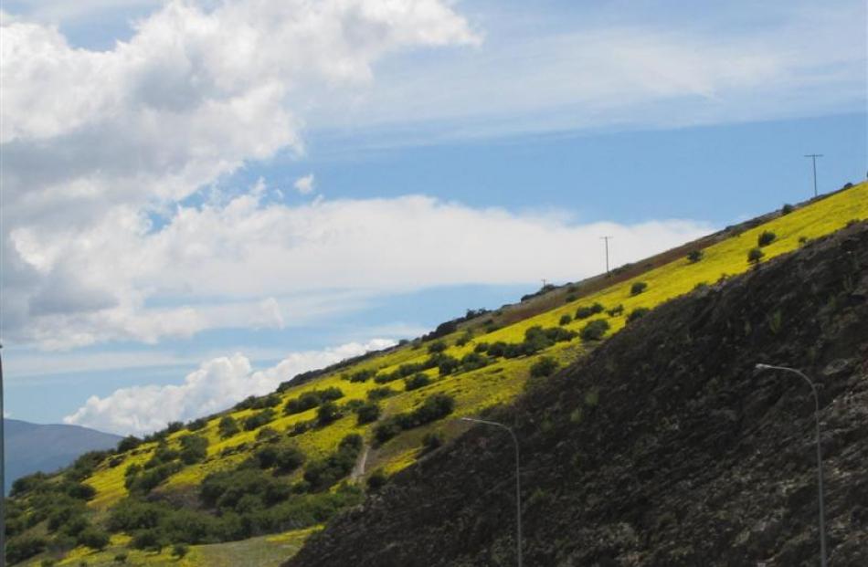 A hill near Cromwell turns yellow.