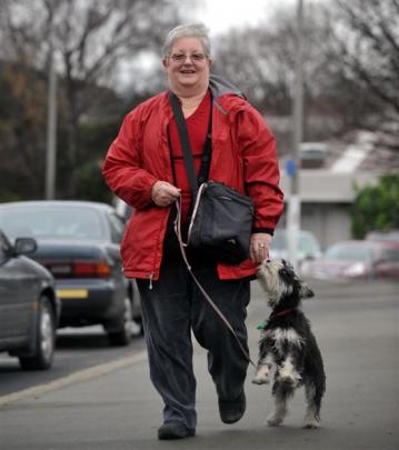 Sue Duncan, of Dunedin, walks her 5-month-old miniature schnauzer Jazz in central Dunedin...