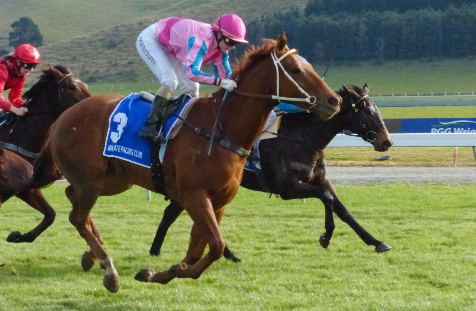 Swiss Alps lines up in the Ray Coupland Stakes at Ashburton tomorrow. Photo by Matt Smith