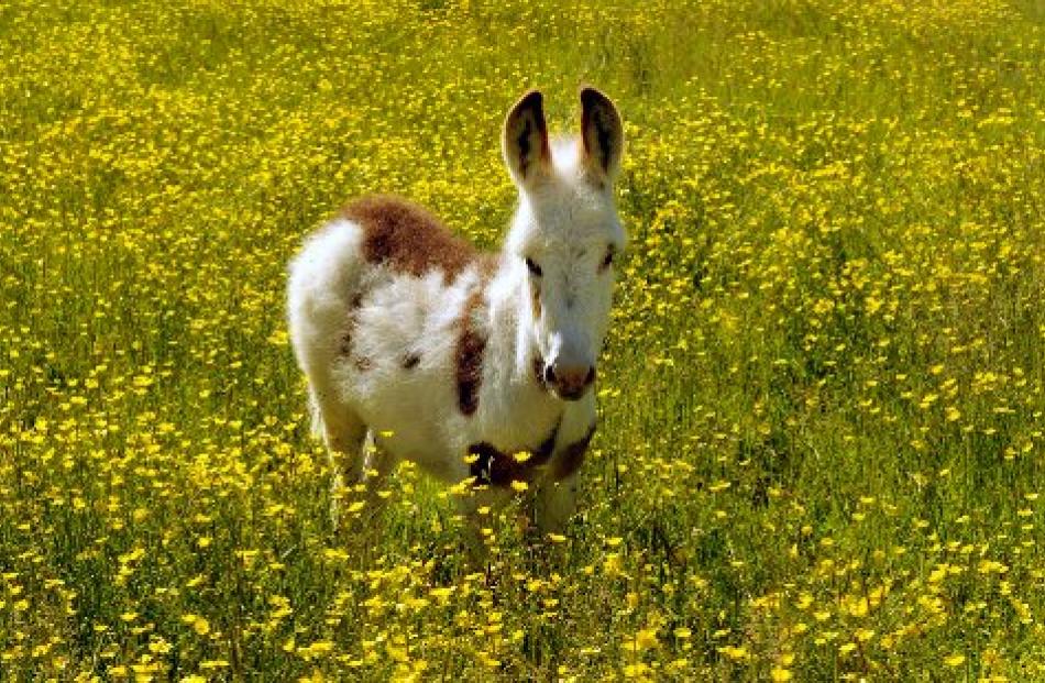 Tabitha among the buttercups. Photo by Stephen Jaquiery.