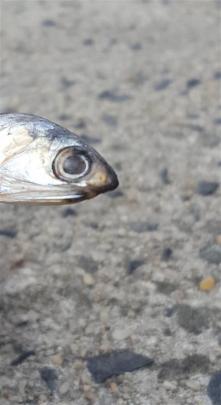 The anchovy. Photos by David Loughrey/Stephen Jaquiery.