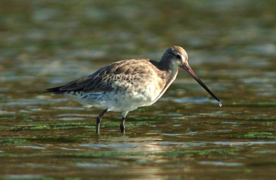 The bar-tailed godwit. Photo by Stephen Jaquiery