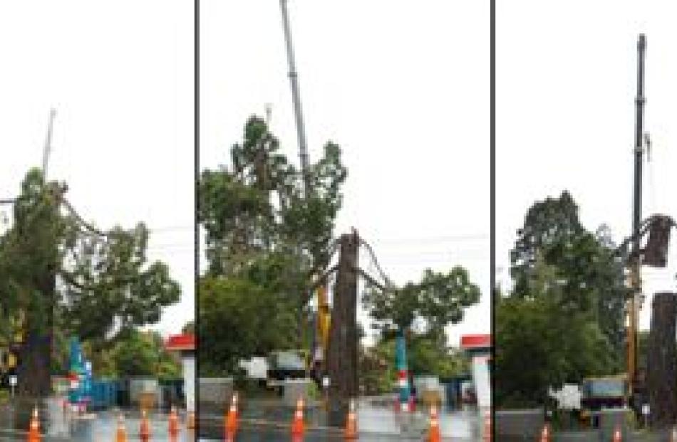 Click the image to see the controversial 27m Wellingtonia comes down in sections. Photo by Gerard...