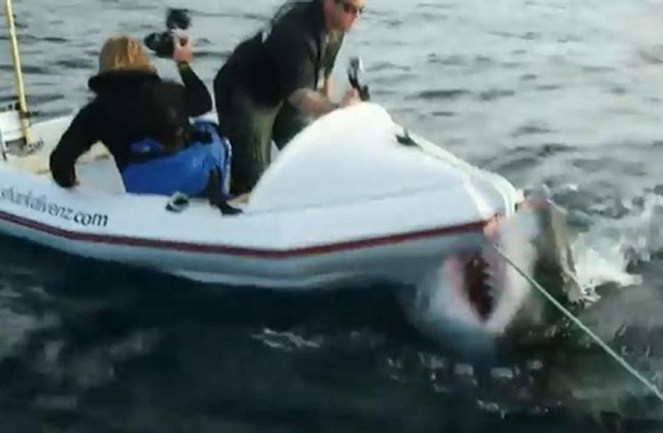 The great white pointer filmed by Discovery Channel lunges at the film crew's tender boat. Photo...