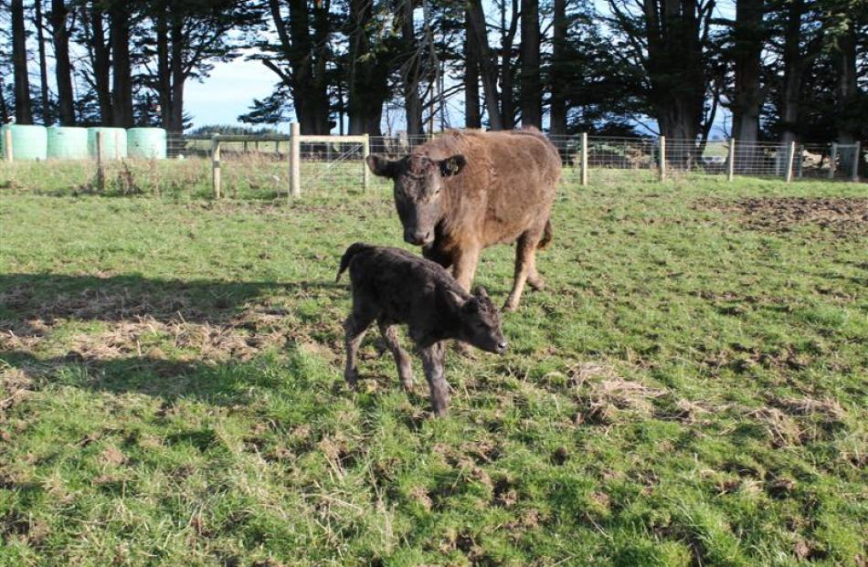 The heifer calf born last week is believed to be Bobo the bison's first offspring.