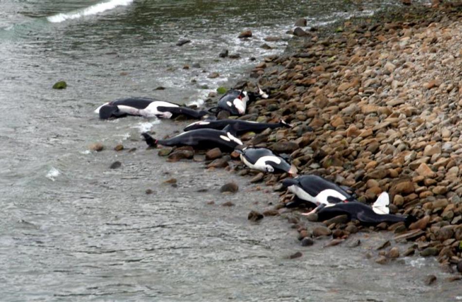 Orca deaths devastating, but a chance Otago Daily Times Online News