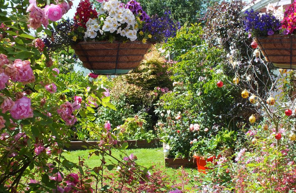 The Milton garden of Bev and Paul Ashley delights. Photos by Gillian Vine.