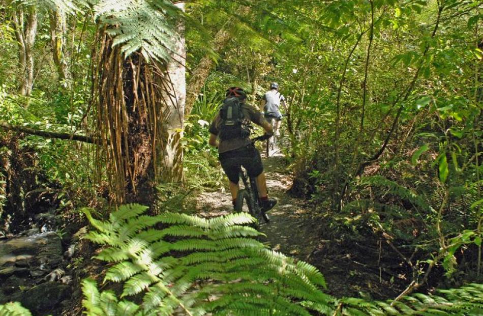 The native bush section of  the Redwood loop in the new Wakari bike park.