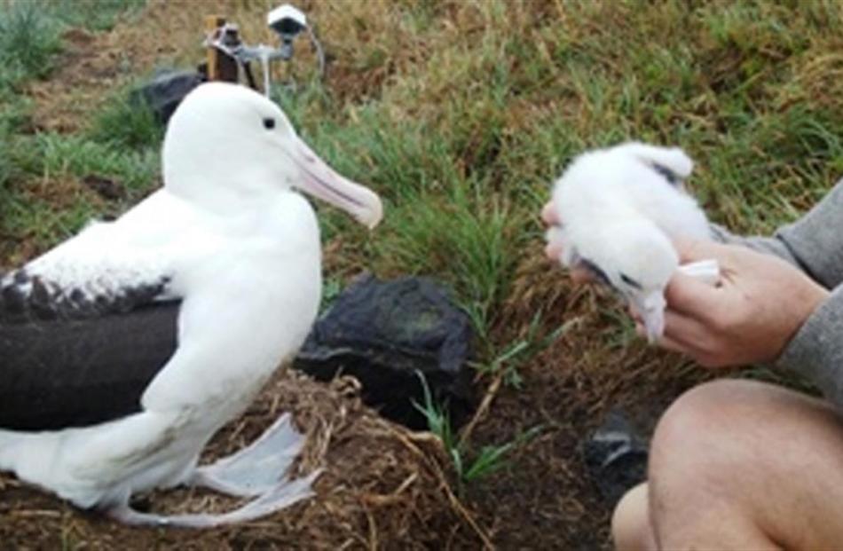 The new royal  albatross chick (right) with its dad. In the background is the webcam.