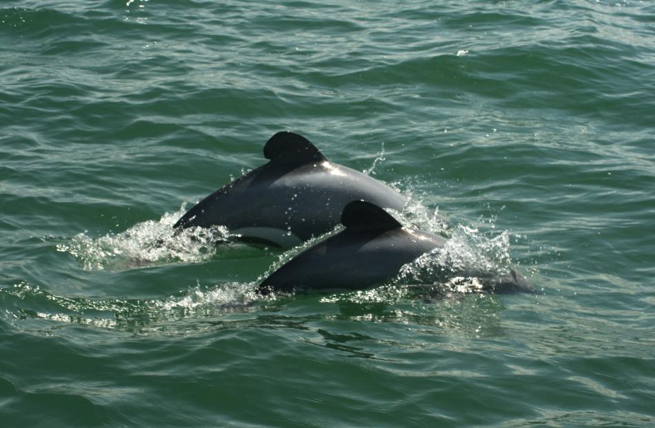 The New Zealand Government has in place a range of set net, trawling and drift net restrictions...