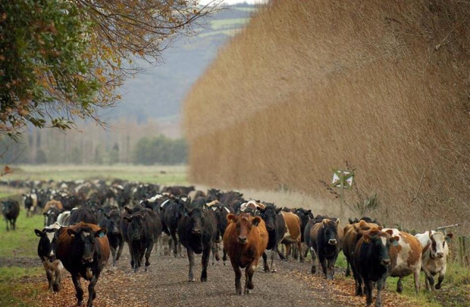 The ORC reminds  farmers to rest stock and clean equipment before Gypsy Day. Photo by Gerard O...