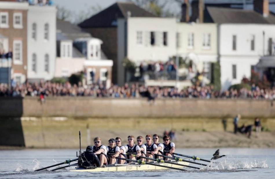 The Oxford men's crew eased to victory over Cambridge. Photo: Reuters