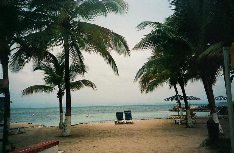 The Palm trees offer shade beside the ocean on the island of Guadeloupe.