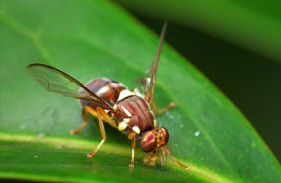The Queensland fruit fly was identified in Auckland earlier this year. Photo: Biosecurity New...
