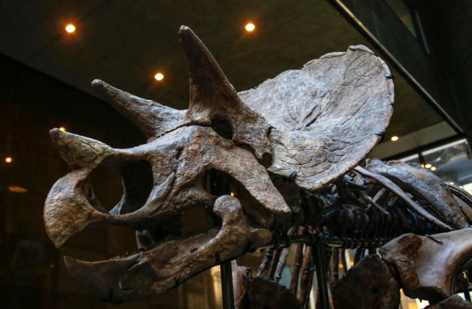 The skeleton of a Chasmosaurine Ceratopsian is displayed as part of the "Montana Duelling...
