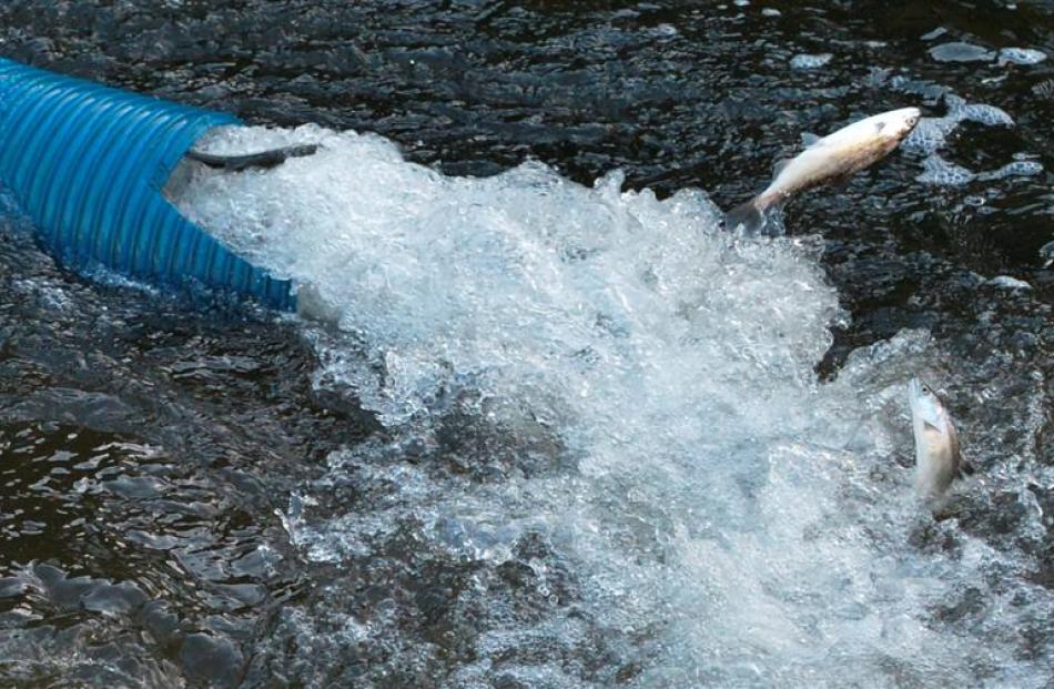 The smolt bolt. Photos by Gerard O'Brien.