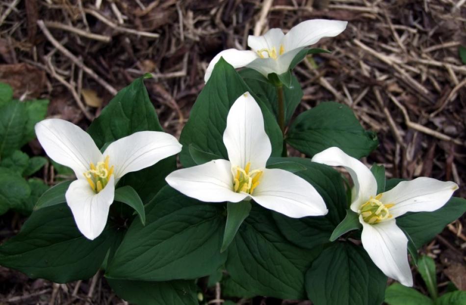 The snow trillium (T. nivale) is one of the smallest species. Photo by Gillian Vine.