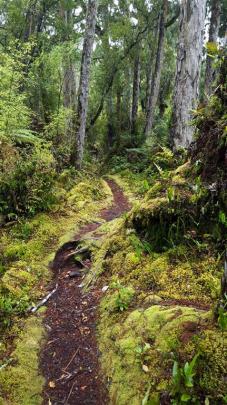 The sodden forest near  Waitutu Lodge. Photos by David Loughrey.