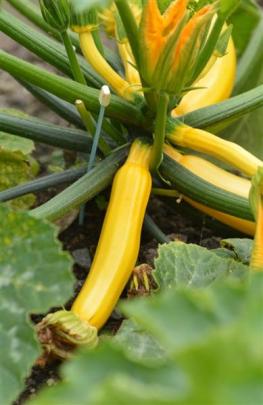 The  Walshaws  say raised garden beds make larger, tastier and earlier crops.