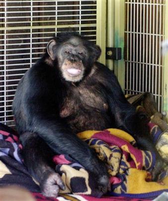 This 2003 AP file photo, shows Travis, a 10-year-old chimpanzee, sitting in the corner of his...