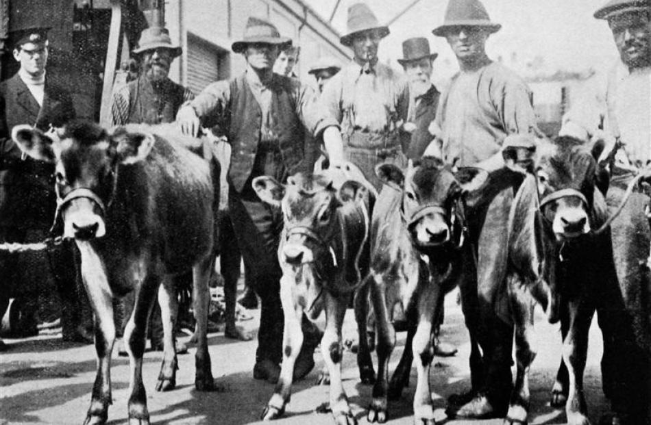 This consignment of young Jersey cattle - three heifers and a young bull - being shipped at...