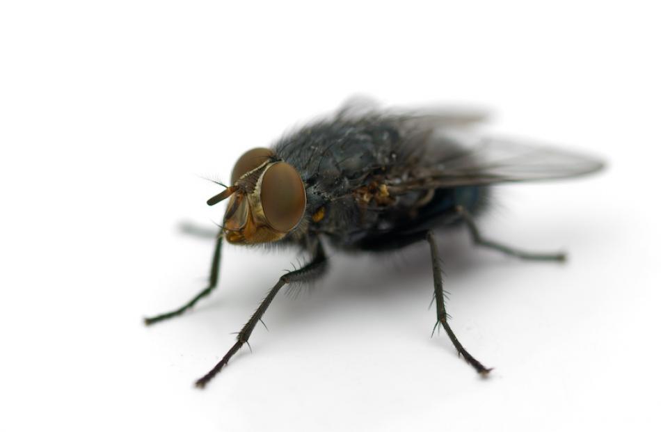 This fly and its mates help produce billions of larvae, which are turned into meal by South...