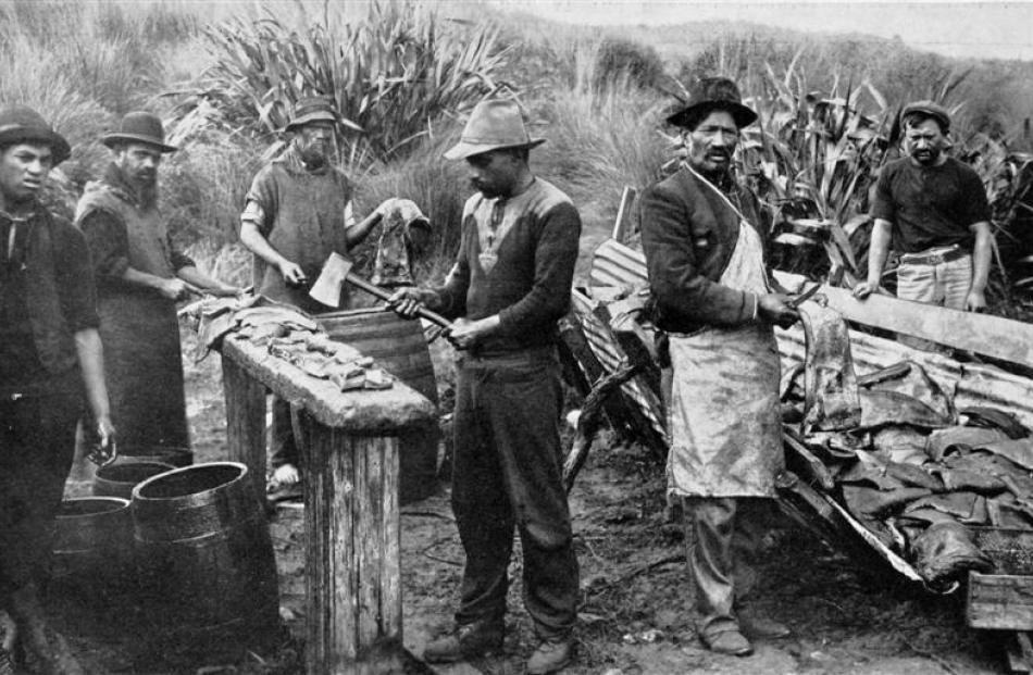 This Maori group is busily engaged in cutting and rendering blubber from a pod of 150 blackfish...