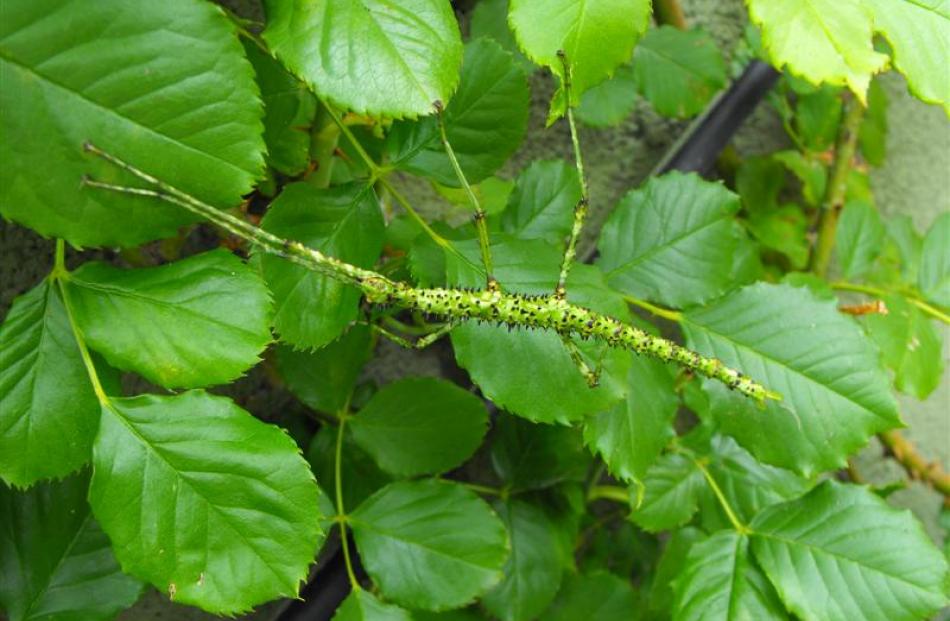 This prickly stick insect was found on a Dunedin rose bush this week. Photo by Alan Gilchrist.