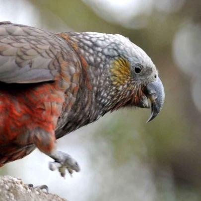 This unbanded adult kaka has been spotted enjoying the Saddle Hill flora during the past week....