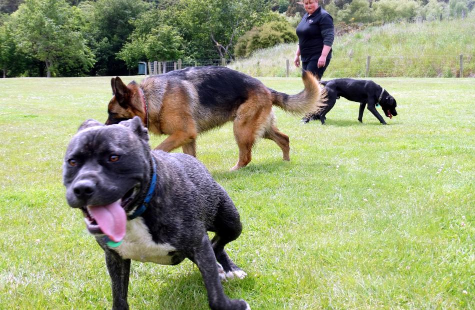 Time to run ... Dog Rescue Dunedin dog handler Keryn Aitken exercises a group of dogs at...