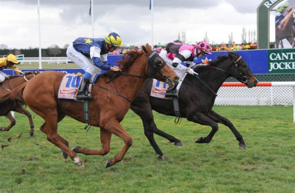 Timy Tyler is Winter Cup-bound after his win over Comanche Gold at Riccarton on Saturday. Photo...