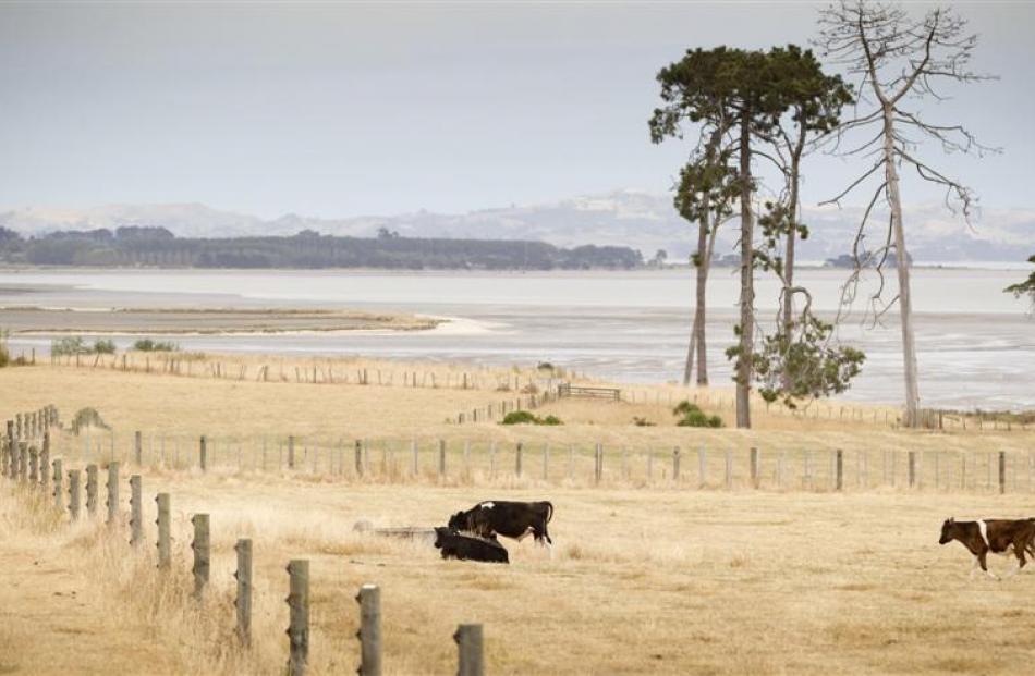 Tinder-dry fields near Auckland earlier this year. Photo from NZ Herald.