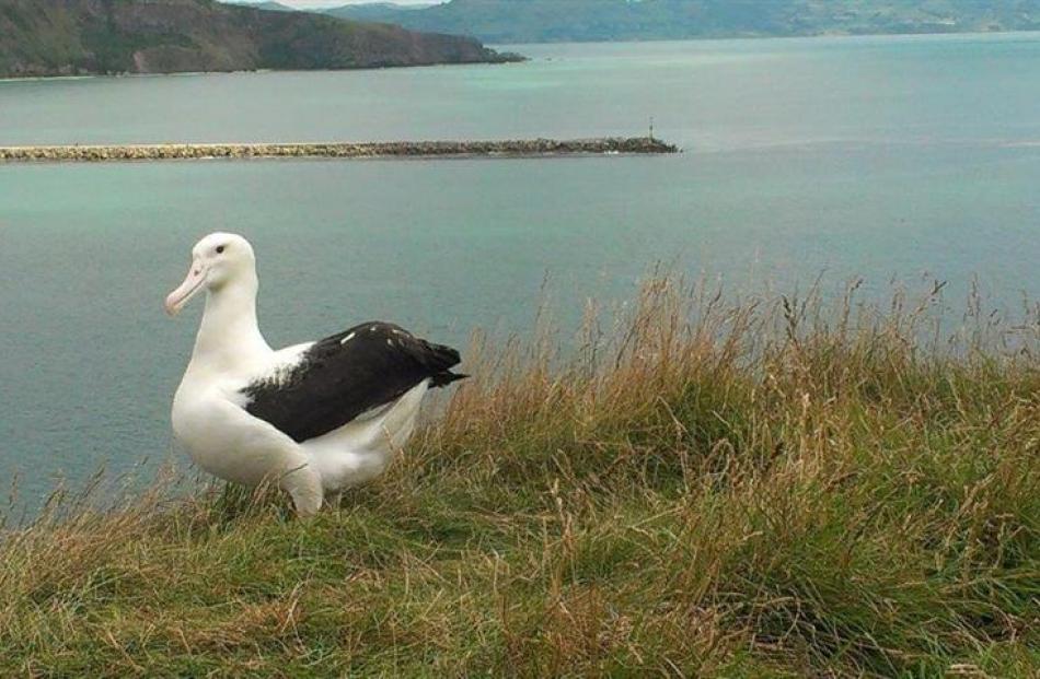 Toroa checks  his homeland at Otago Peninsula's Taiaroa Head albatross colony. Photo by DOC.