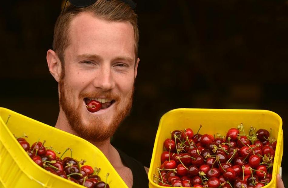 Tour bus driver Joel ''Rusty'' Hewitt indulges in his first of the season's cherries at the Jones...