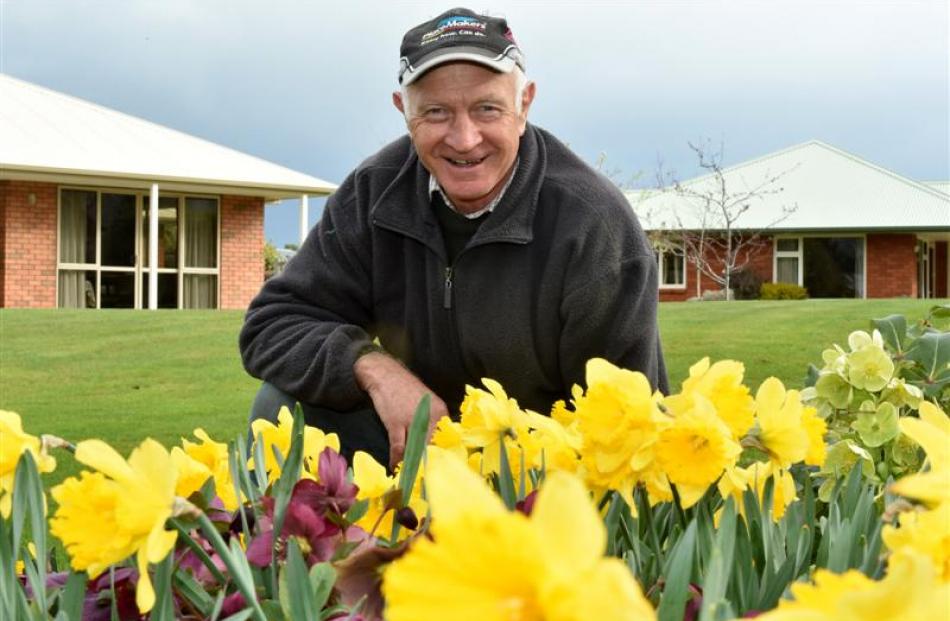 Trevor Braid with some of the daffodils he hopes to exhibit at the 2015 Maungatua Church Spring...
