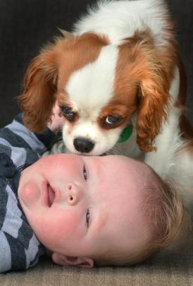 Truby, the dog, smooches 7-month-old Elsie Mitchell. A study has shown dogs' stress levels go up...