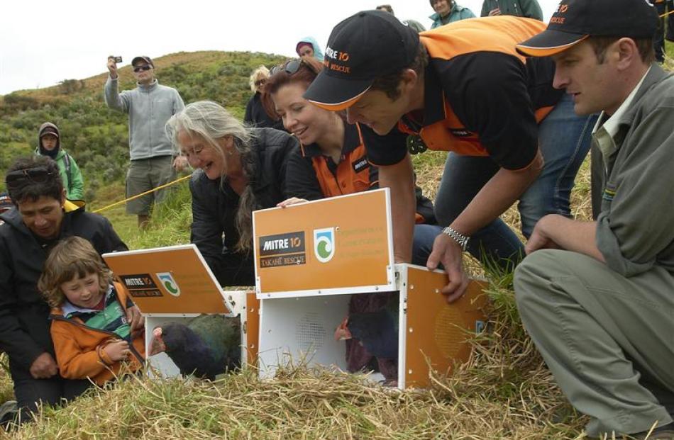 Two of  nine takahe released on Motutapu Island, with representatives of iwi connected to...